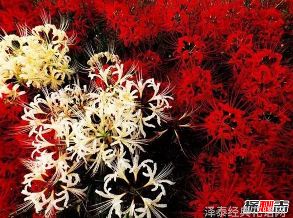 传说中的花有哪些?盘点上古八大奇花(附图片)