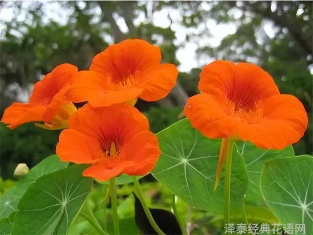 几种室内花卉植物的养殖方法（100种常见室内绿植）(56)