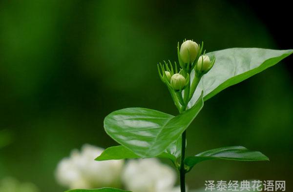 茉莉花的花语是什么？茉莉花的寓意和象征