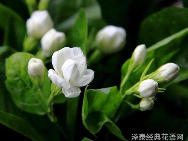 茉莉花的花语是什么？茉莉花的寓意和象征