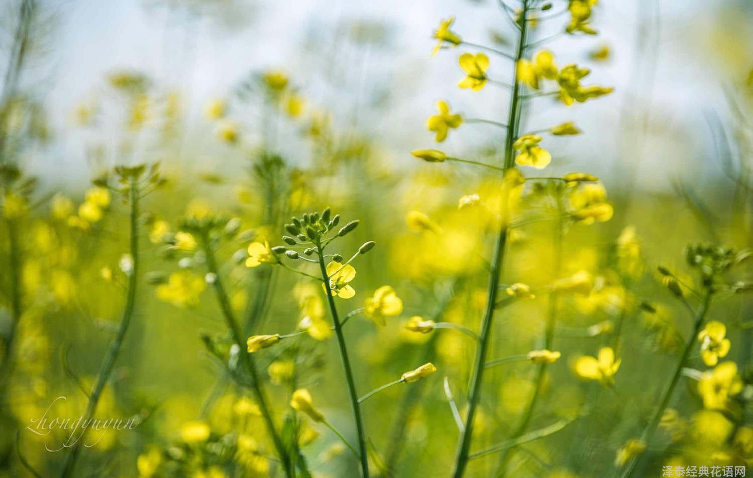 油菜花