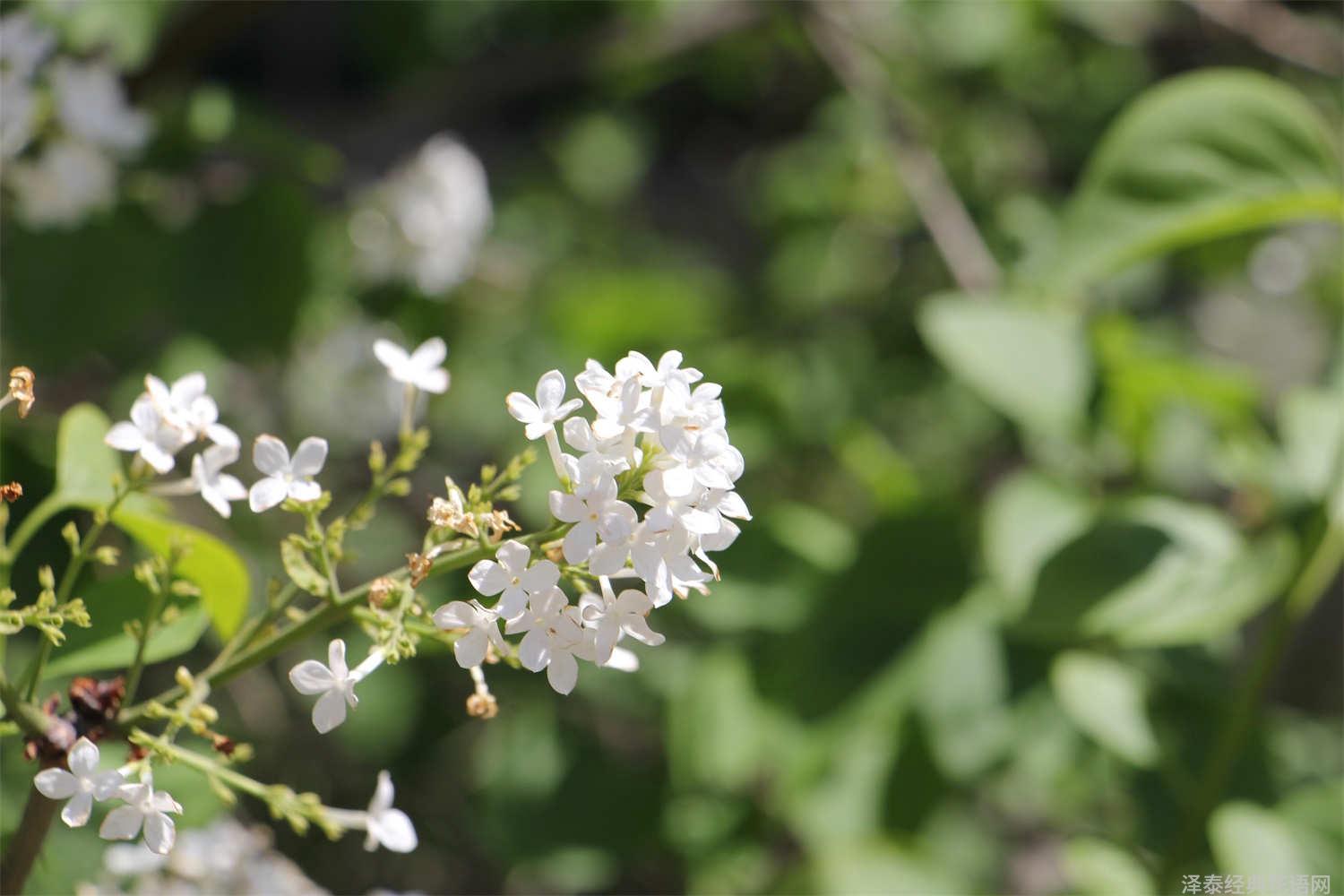 丁香花