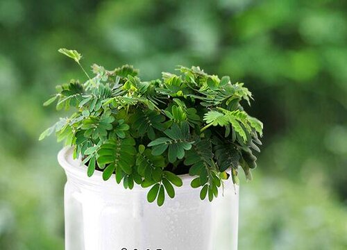 花谈花卉植物论坛花友秀图区_花谈花卉植物论坛_十大致癌花卉是什么花