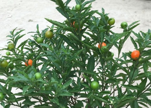 十大致癌花卉是什么花_花谈花卉植物论坛花友秀图区_花谈花卉植物论坛