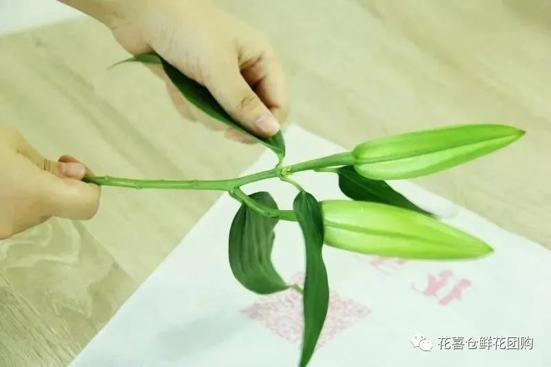 鲜花养护_绣球鲜花养护_鲜花养护方法