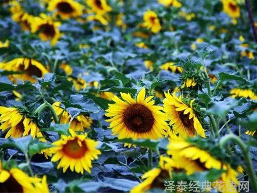 花语故事英文缩写怎么写_郁金香花语故事_花语故事