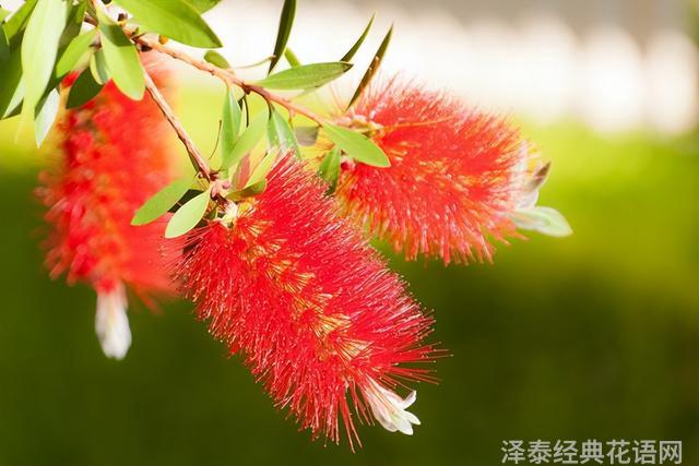 几种室内花卉植物的养殖方法（100种常见室内绿植）(10)