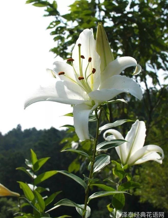 康乃馨鲜花养护_鲜花养护_鲜花养护保鲜法