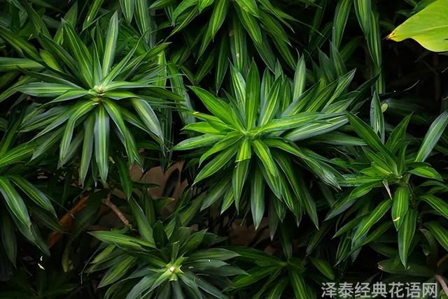 几种室内花卉植物的养殖方法（100种常见室内绿植）(38)