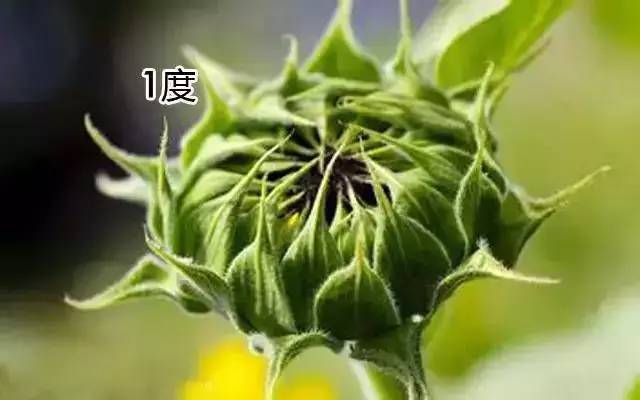 鲜花养护_带泥鲜花礼盒如何养护_睡莲鲜花养护