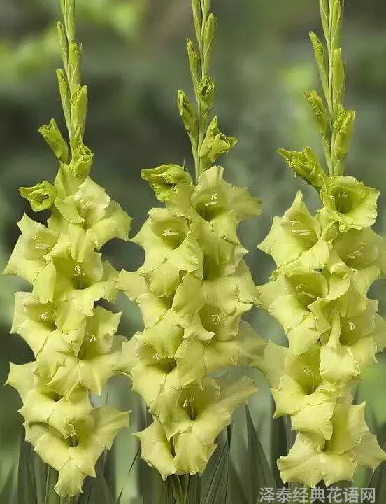 鲜花养护_鲜花养护保鲜法_康乃馨鲜花养护