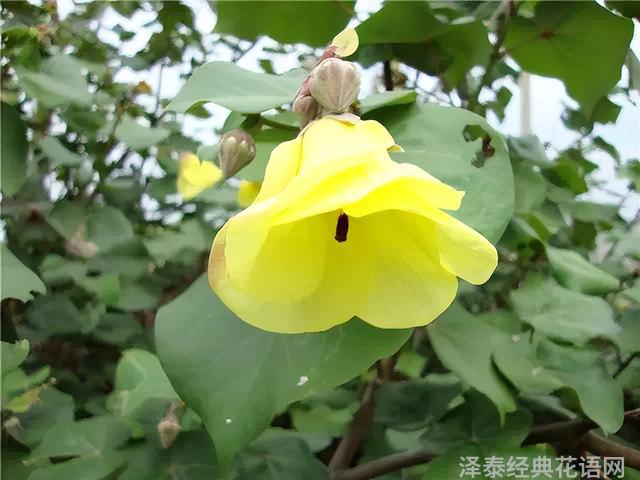 几种室内花卉植物的养殖方法（100种常见室内绿植）(67)