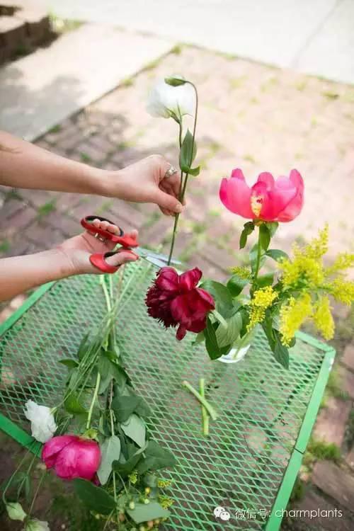 10种基本的鲜花养护技巧 让鲜花保鲜更长时间