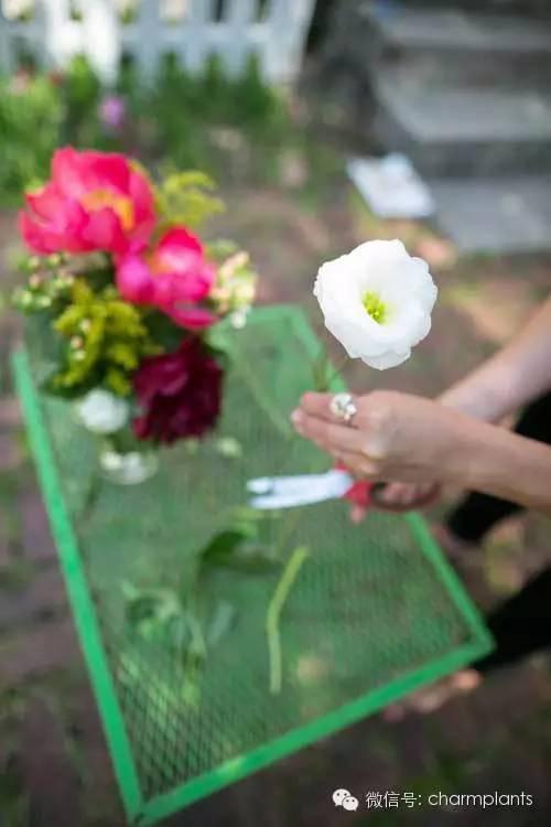 10种基本的鲜花养护技巧 让鲜花保鲜更长时间