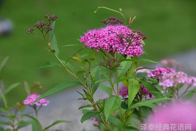 几种室内花卉植物的养殖方法（100种常见室内绿植）(53)