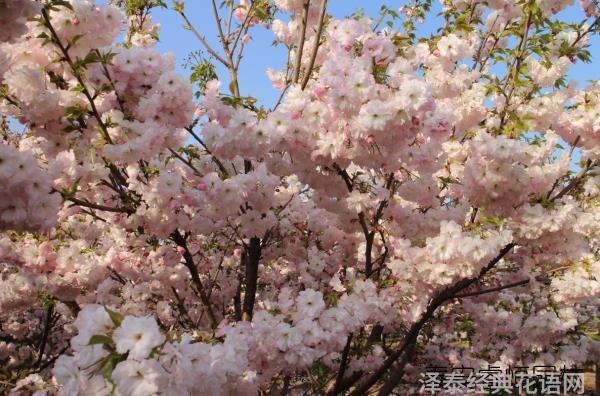 鲜花养护_鲜花养护小知识_鲜花养护方法