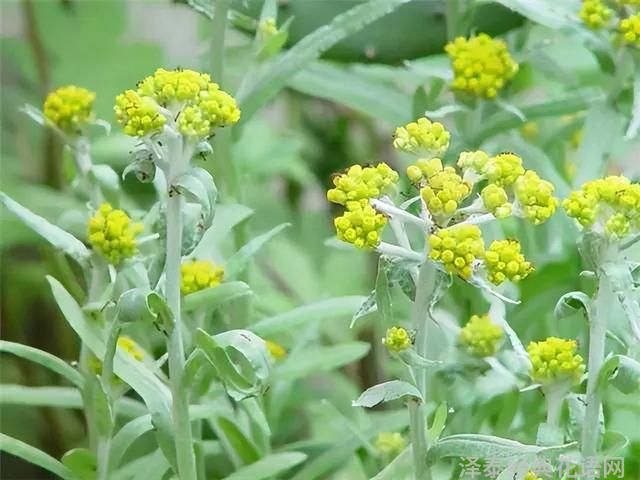 几种室内花卉植物的养殖方法（100种常见室内绿植）(88)