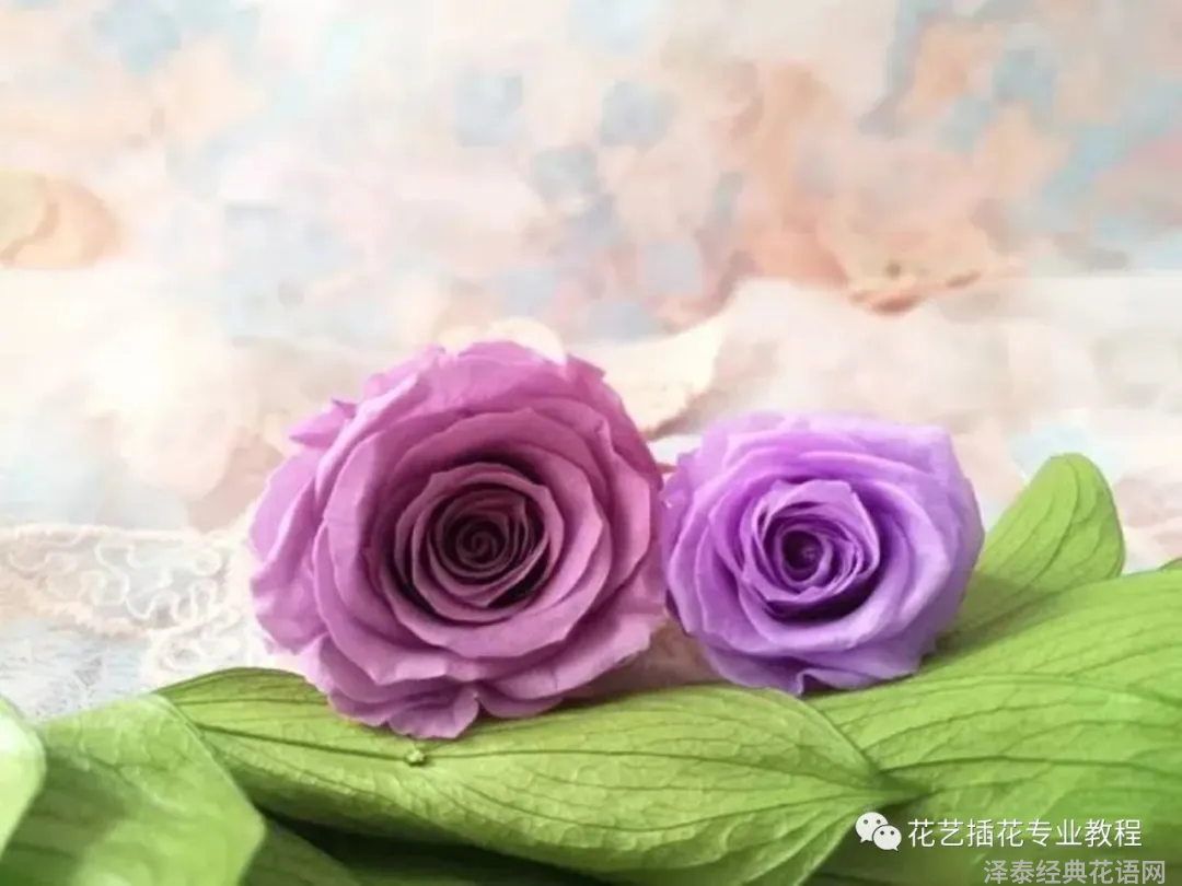 鲜花养护保鲜法_鲜花养护_鲜花养护小知识