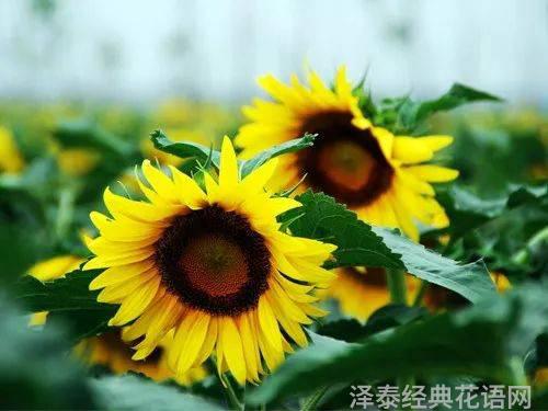 花语故事英文缩写怎么写_郁金香花语故事_花语故事