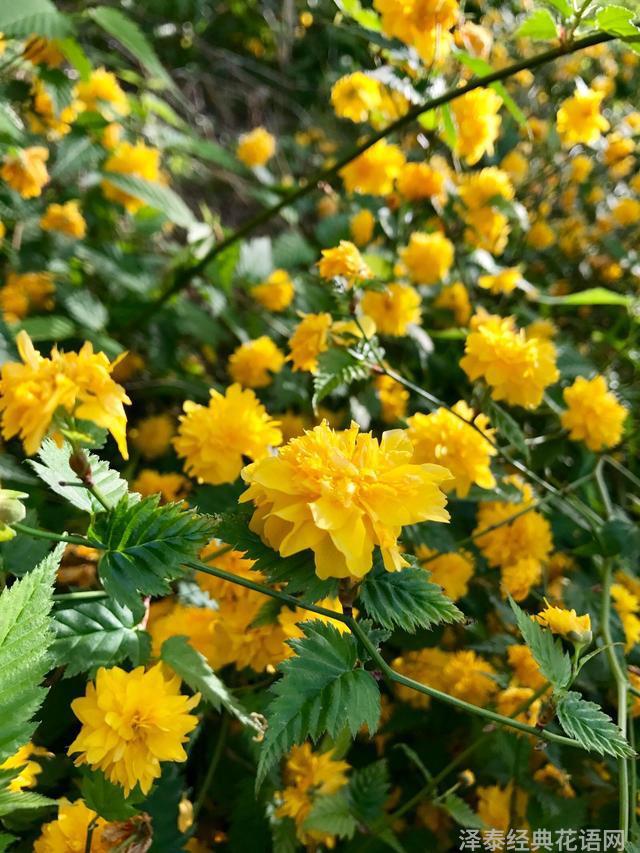 几种室内花卉植物的养殖方法（100种常见室内绿植）(26)