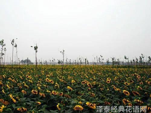 郁金香花语故事_花语故事_花语故事英文缩写怎么写