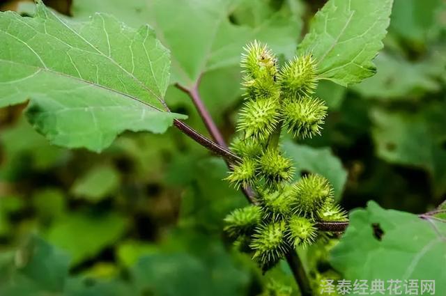 几种室内花卉植物的养殖方法（100种常见室内绿植）(30)