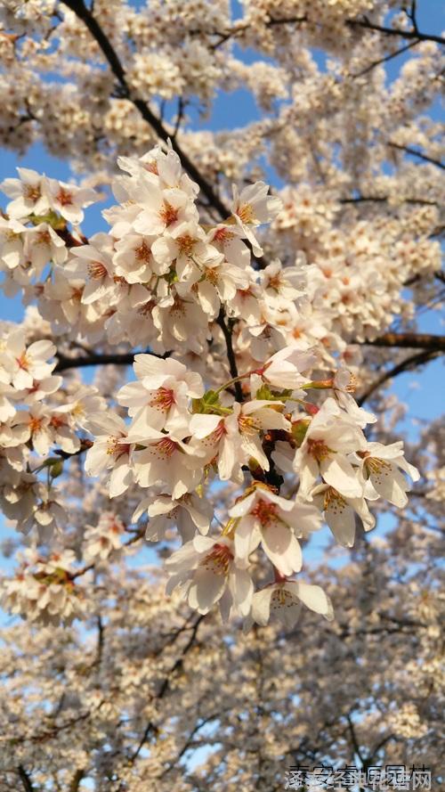 鲜花养护方法_鲜花养护小知识_鲜花养护