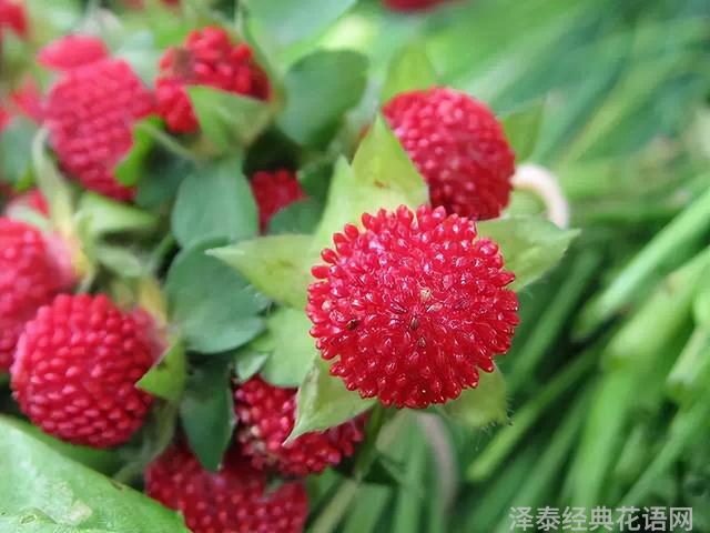 几种室内花卉植物的养殖方法（100种常见室内绿植）(70)