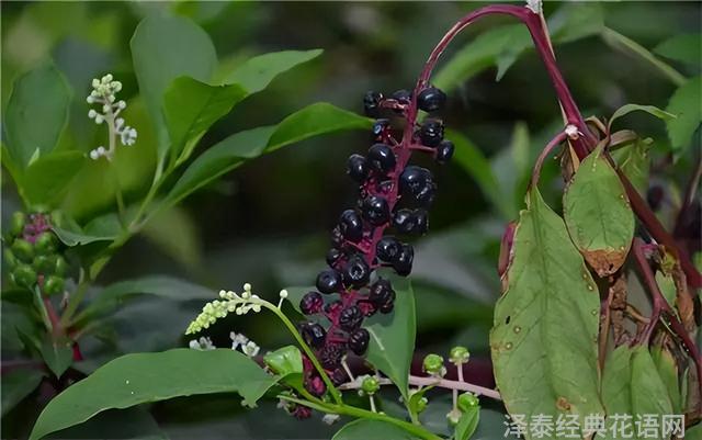 几种室内花卉植物的养殖方法（100种常见室内绿植）(84)